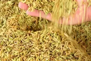 நெல் சந்தைப்படுத்தல் சபையிலிருந்து ரூ.10 லட்சம் பெறுமதி நெல் காணோம்