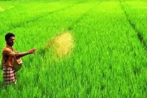 நெற்பயிர்ச்செய்கை துறையில் பங்களிப்பு செய்யவுள்ள சீனா!