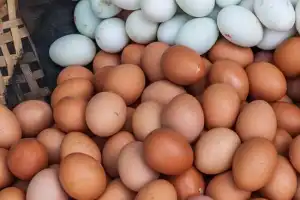 முட்டை விலையில் மாற்றம் இல்லை!