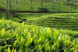 தேயிலை விளைச்சலில் வீழ்ச்சி