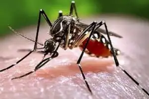 10 நாட்களில் 971 டெங்கு நோயாளர்கள்