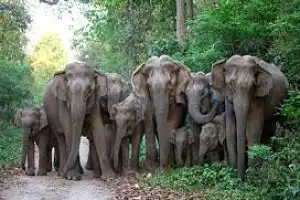காட்டு யனைகளின் கணக்கெடுப்பு முல்லையில் 18 இ19 ஆம் திகதிகளில்