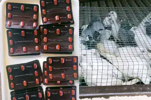 மருந்து, பறவைகளுடன் மூவர் கைது