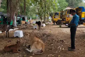 கடத்திச் செல்லப்பட்ட 18 மாடுகள் சிக்கின!