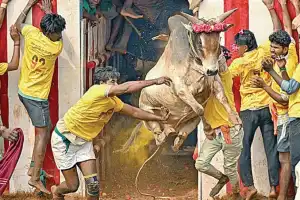 நடப்பாண்டின் முதல் ஜல்லிக்கட்டு: காளை முட்டியதில் 51 பேர் காயம்