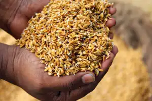 பெரும்போக கால நெல் விலை அறிவிப்பு