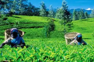 மத்திய கிழக்கு போர்ச் சூழல்: முடங்கியது இலங்கை தேயிலை வர்த்தகம்