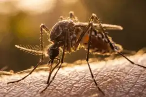 டெங்குவை ஒழிக்க கூகுள் நிறுவனத்தின் அதிரடி 'Debug' திட்டம்