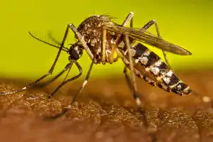 90,000ஐ நெருங்கும் டெங்கு நோயாளர்கள் - கம்பஹாவில் அதிக பாதிப்பு
