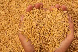 அறுவடைக்கு தயாராகும் புதிய மாவட்டங்கள் - திறக்கப்படும் 120 நெல் களஞ்சியசாலைகள்