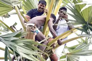 கள்ளுக்கான தடையை த.வெ.க. அரசு நீக்குவதற்கு மறுப்பது கொடுஞ்செயல்  - சீமான் காட்டம்