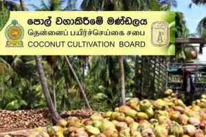 வறட்சியால் தென்னை சாகுபடி பாதிக்கப்படாமல் இருக்க சிறப்பு மானியத் திட்டம்