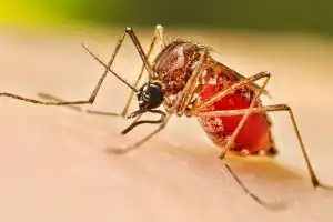 இந்த ஆண்டில் இதுவரை 95,493 டெங்கு நோயாளர்கள் பதிவு