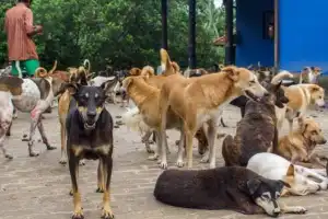 நாய்களுக்கு கட்டாயப் பதிவு, தடுப்பூசி - புதிய சட்டமூலம் அறிமுகம்